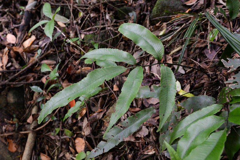 Diplazium ketagalaniorum photo 6