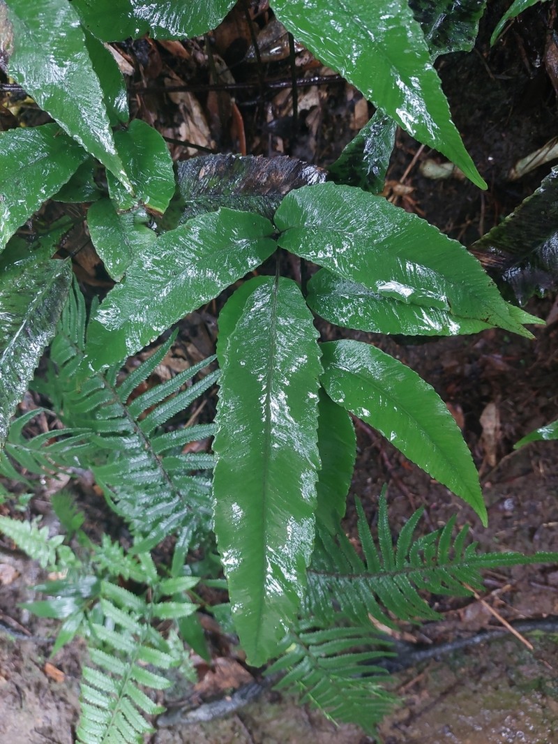 Diplazium ketagalaniorum photo 7