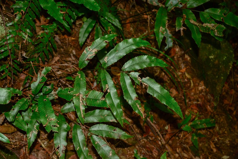 Diplazium ketagalaniorum photo 8