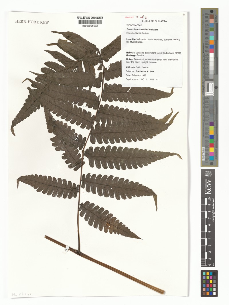 Diplazium kunstleri photo 3