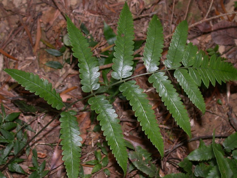 Diplazium kuoi