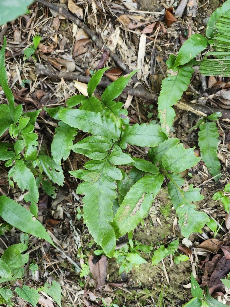 Diplazium kuoi photo 3