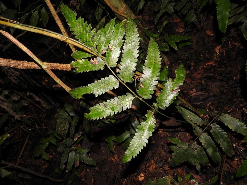 Diplazium kuoi photo 4