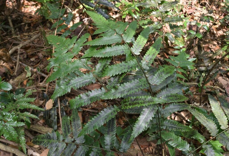 Diplazium kuoi photo 6