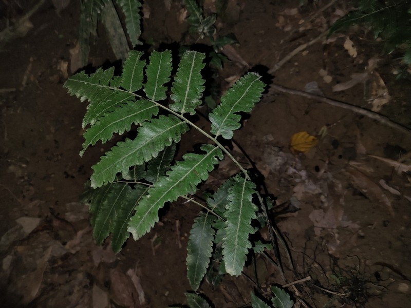 Diplazium kuoi photo 7