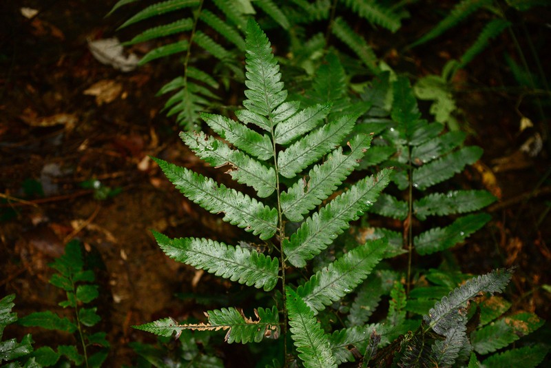 Diplazium kuoi photo 8