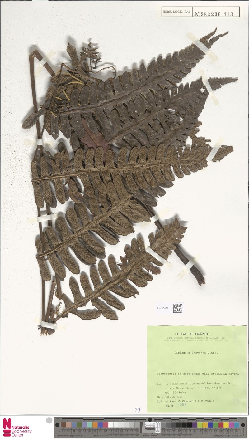 Diplazium laevipes photo 4