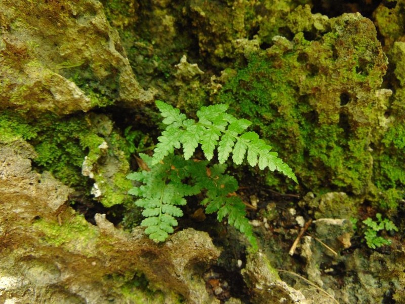 Diplazium laffanianum
