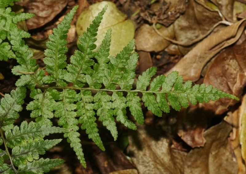 Diplazium laffanianum photo 3