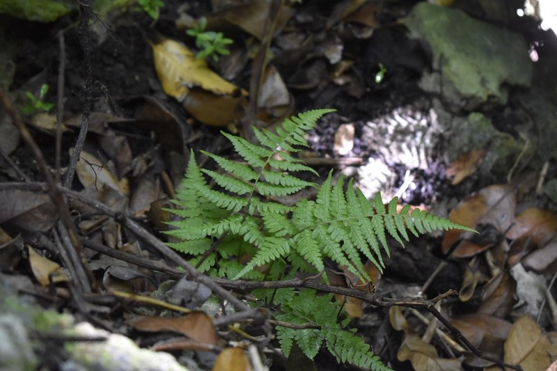 Diplazium laffanianum photo 4