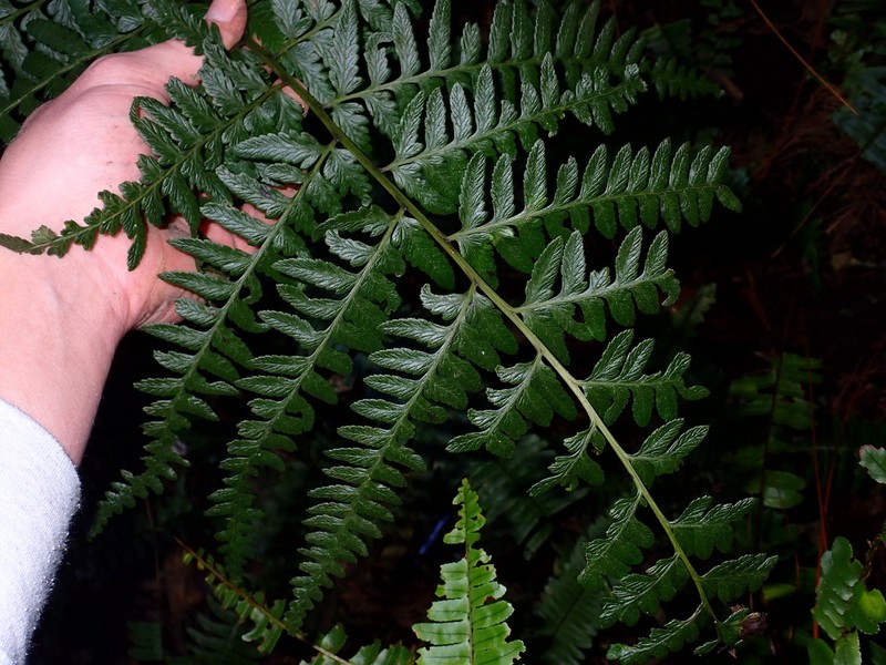 Diplazium laffanianum photo 5