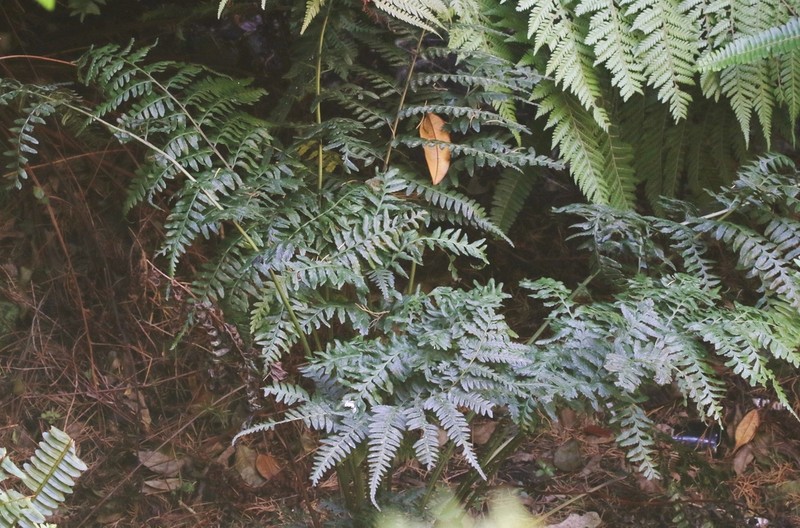 Diplazium laffanianum photo 6
