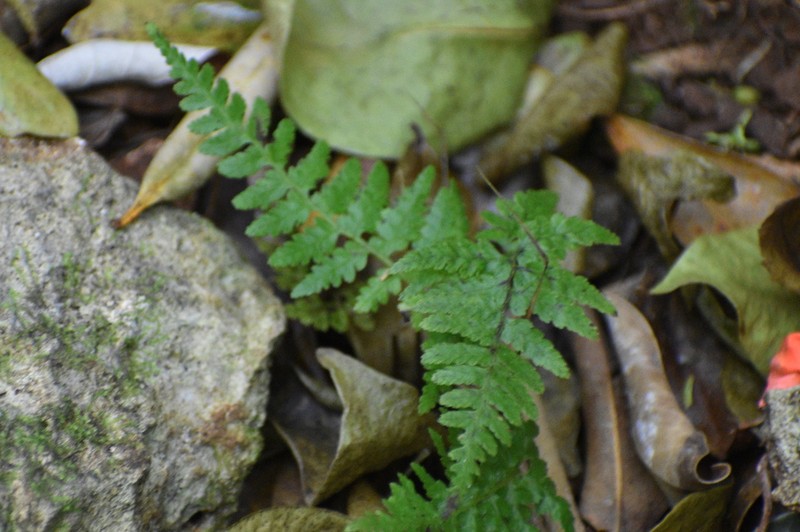Diplazium laffanianum photo 7