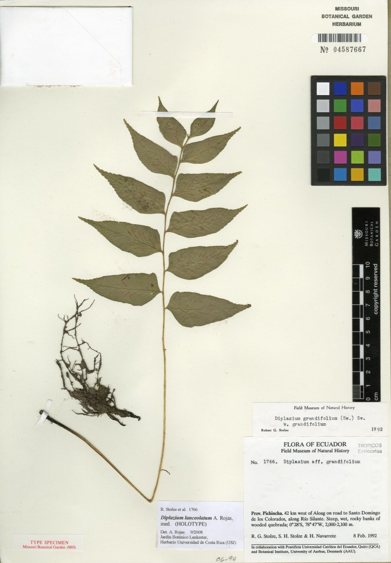 Diplazium lanceolatum