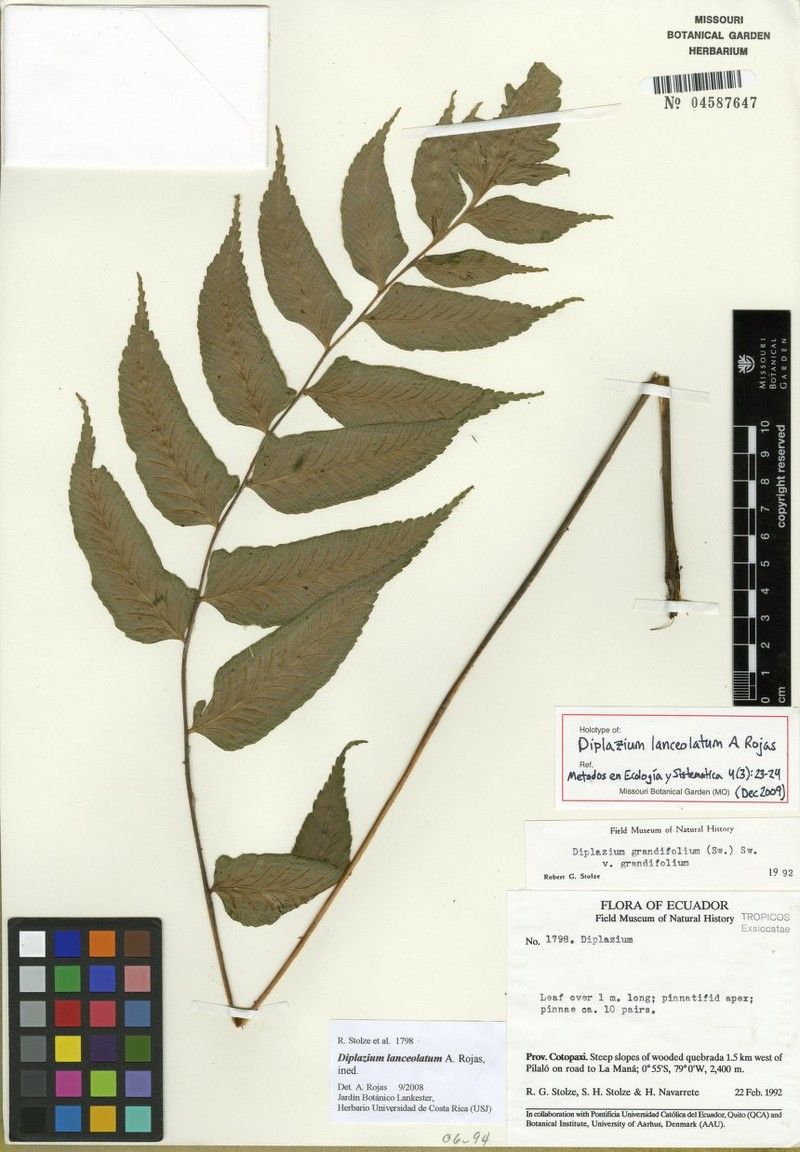 Diplazium lanceolatum photo 2