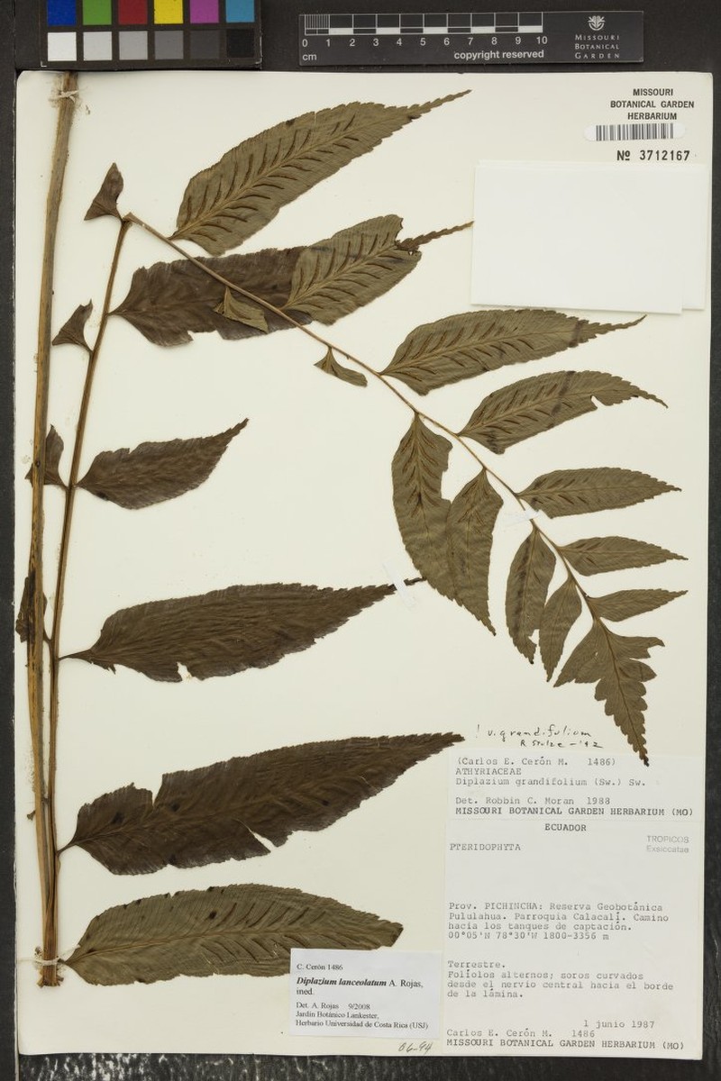Diplazium lanceolatum photo 3