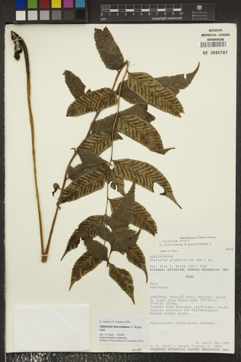 Diplazium lanceolatum photo 4