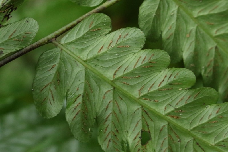 Diplazium latifolium