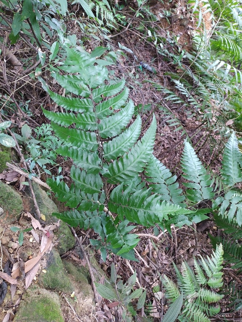 Diplazium latifolium photo 2