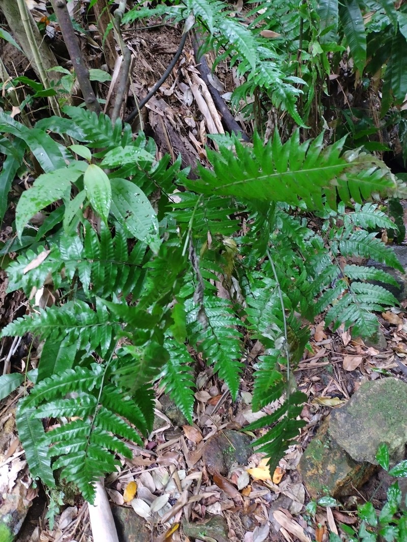 Diplazium latifolium photo 3