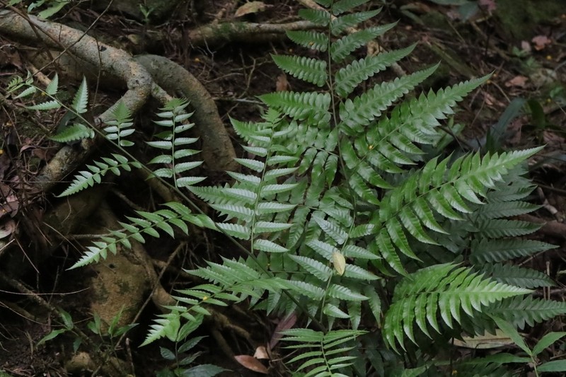 Diplazium latifolium photo 4