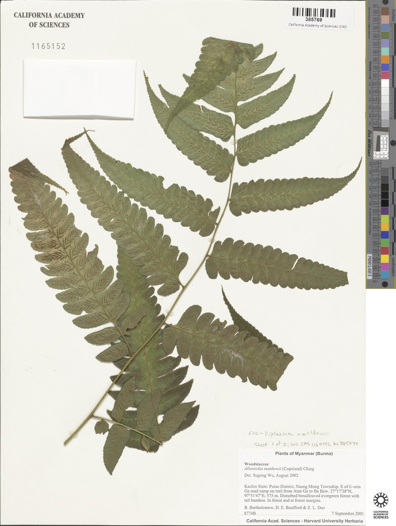 Diplazium latifolium photo 5