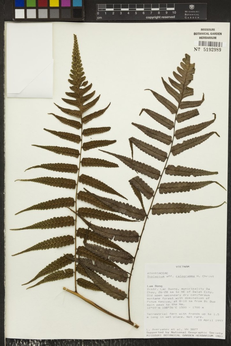 Diplazium latifolium photo 6