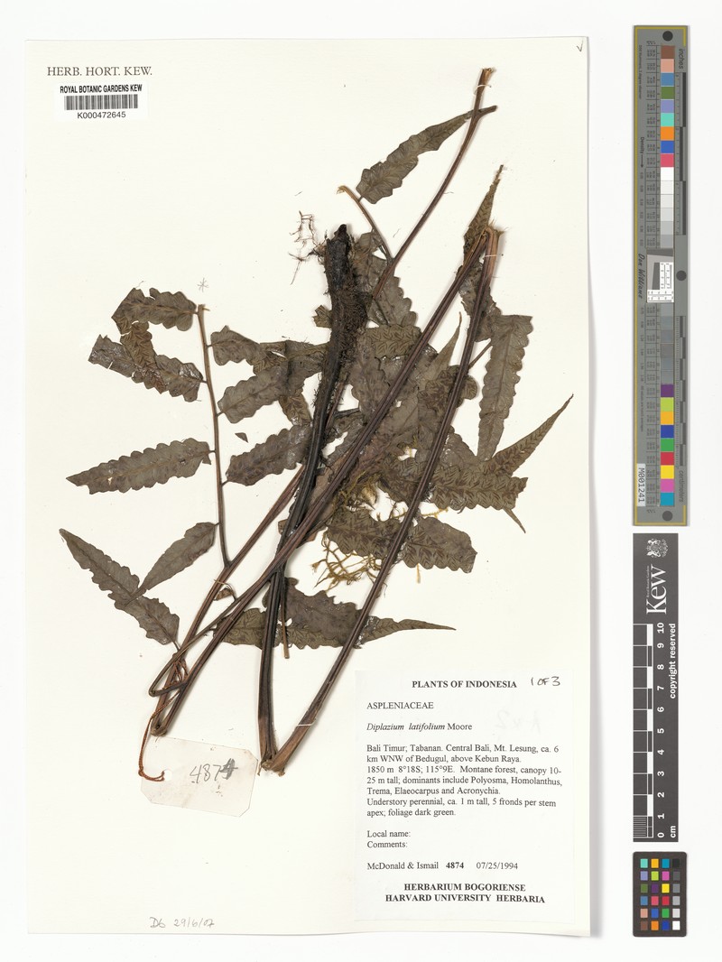 Diplazium latifolium photo 7