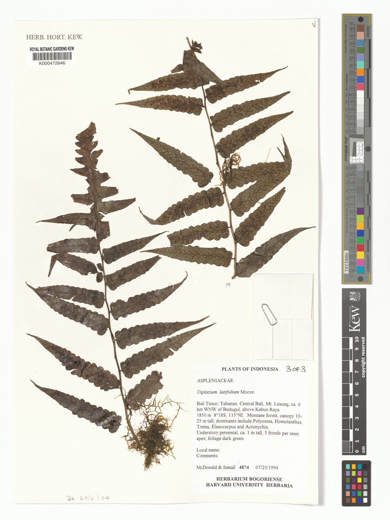 Diplazium latifolium photo 8
