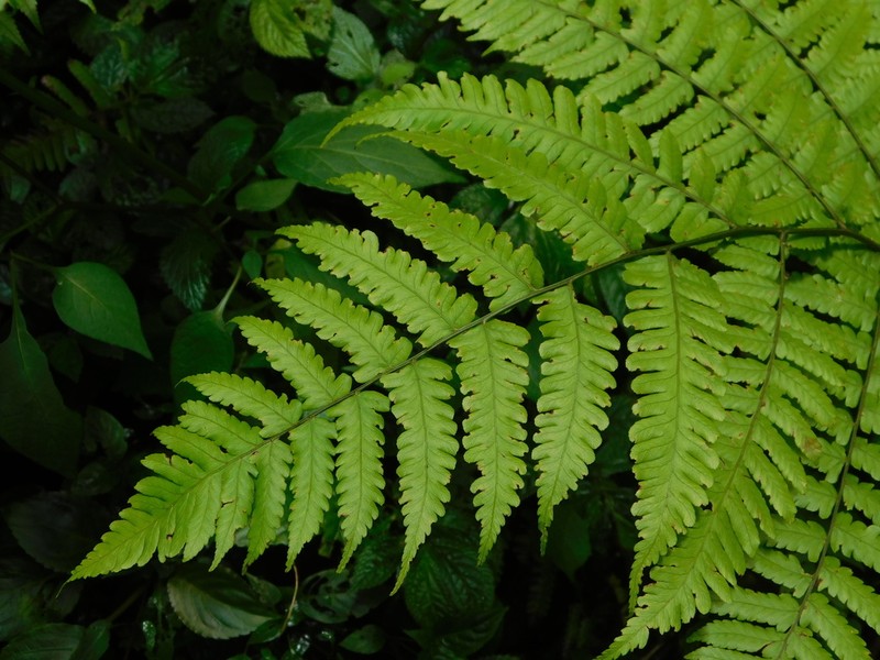 Diplazium latisquamatum