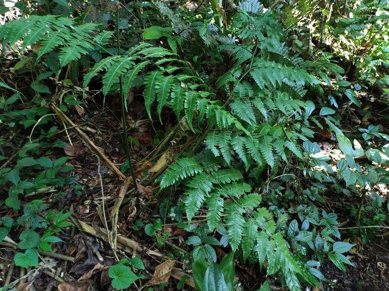 Diplazium latisquamatum photo 2