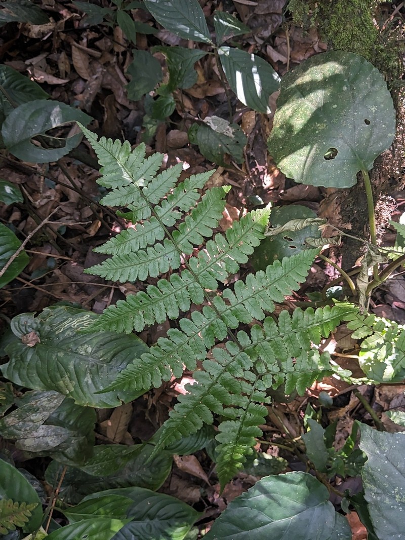 Diplazium latisquamatum photo 3