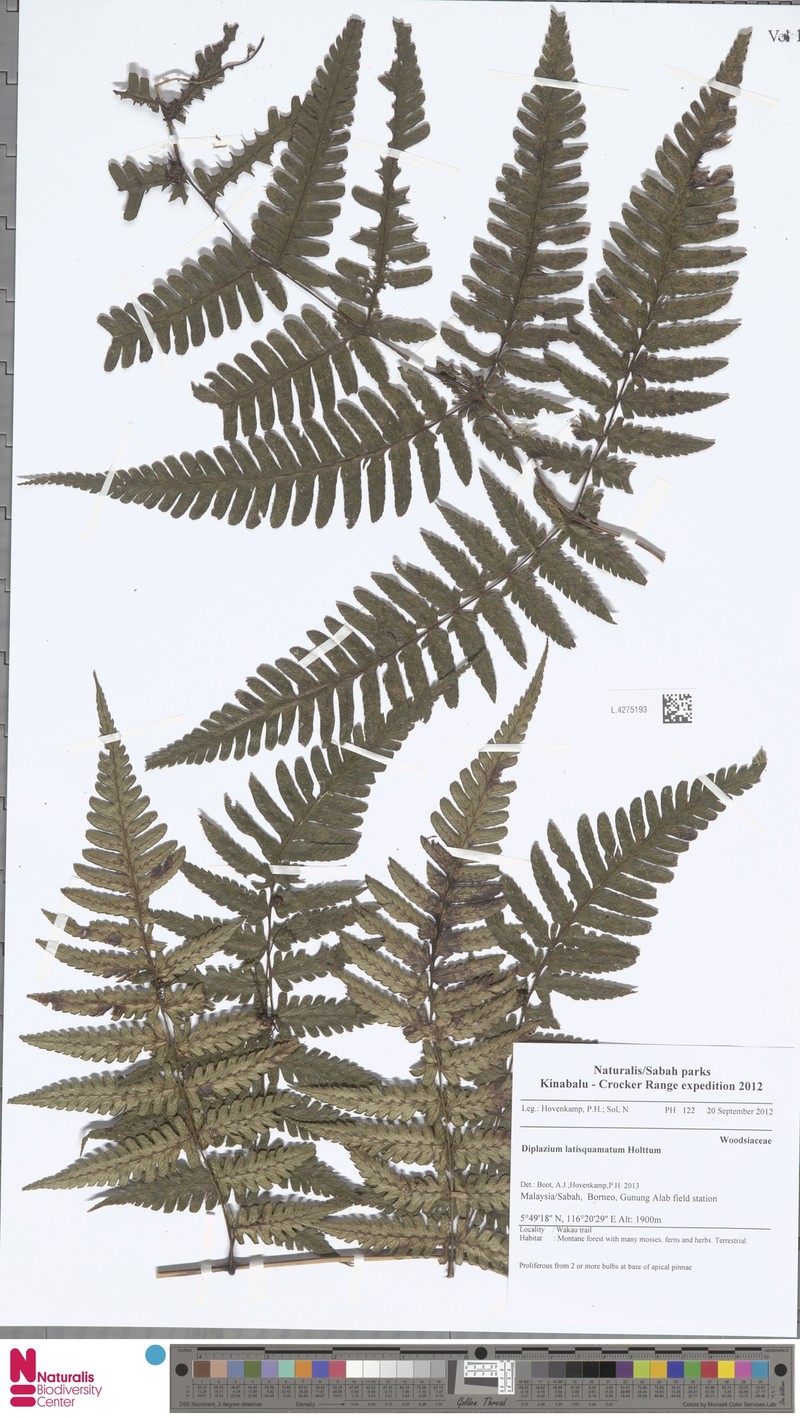 Diplazium latisquamatum photo 4