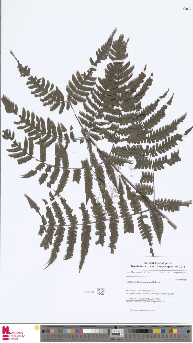 Diplazium latisquamatum photo 5