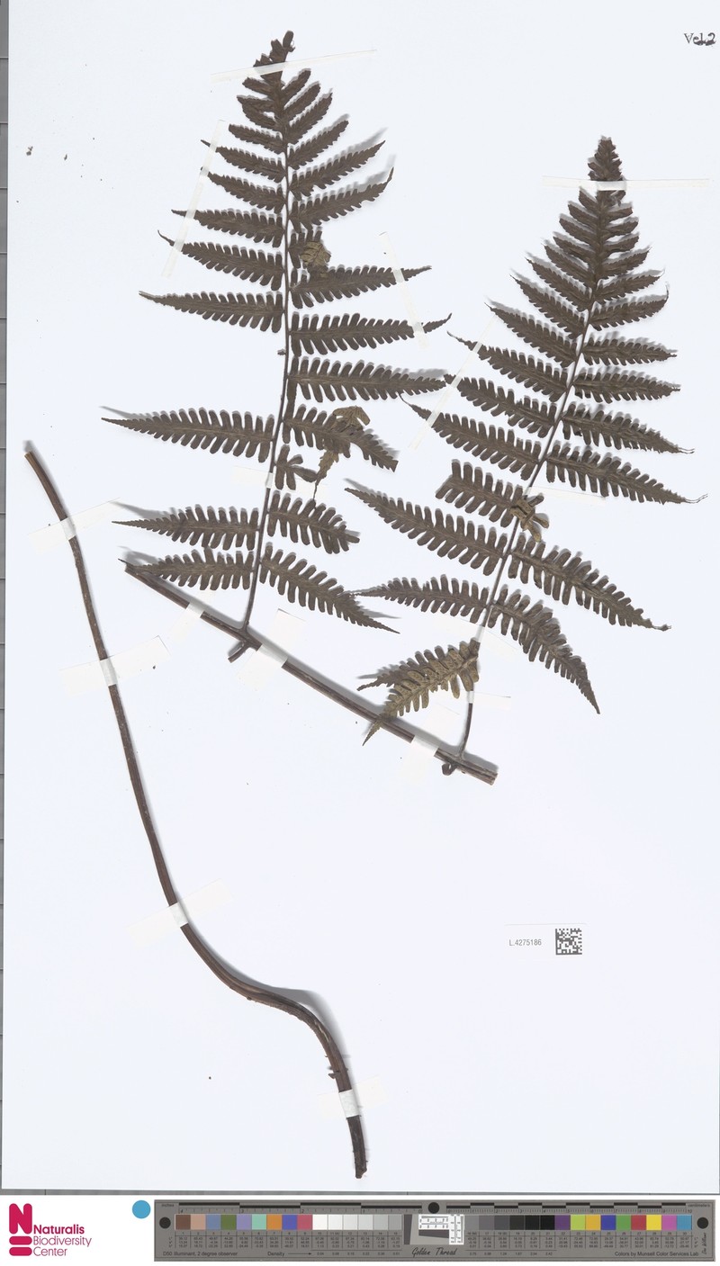 Diplazium latisquamatum photo 6