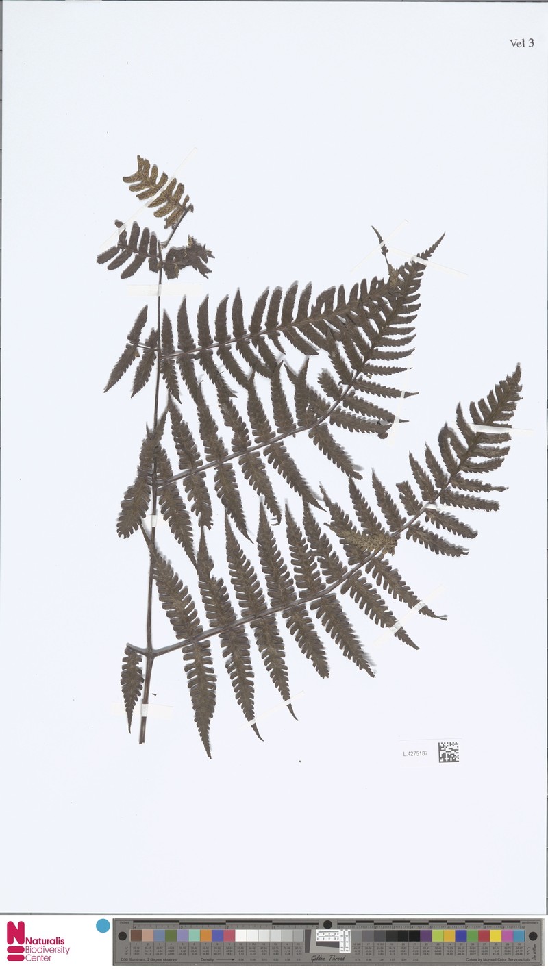 Diplazium latisquamatum photo 7