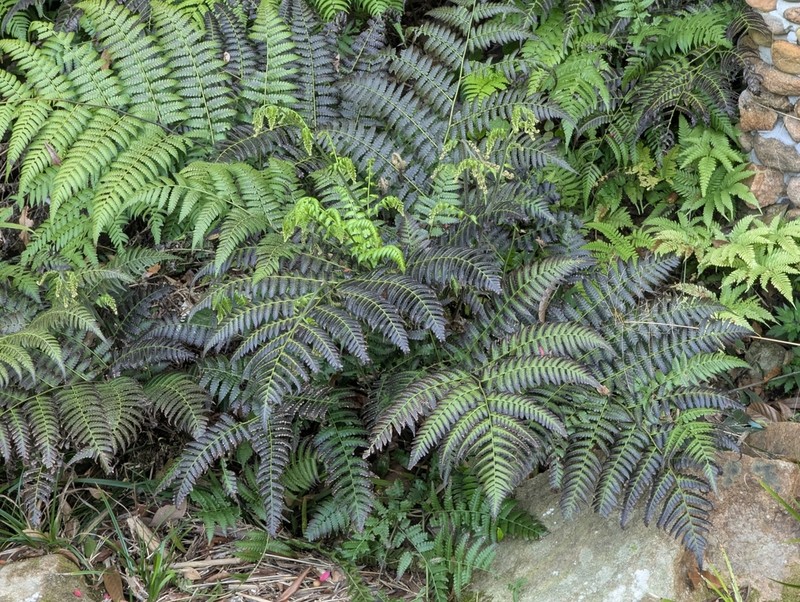 Diplazium laxifrons