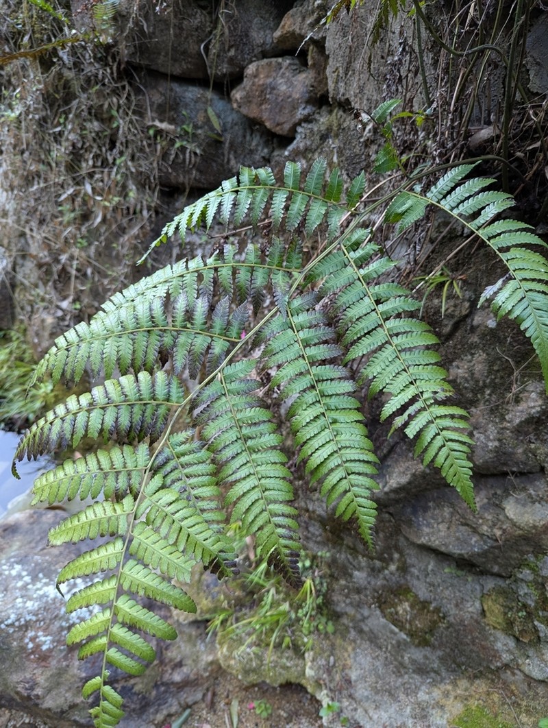 Diplazium laxifrons photo 2