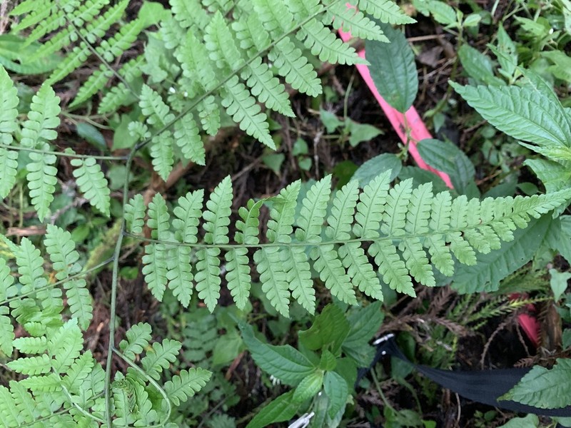 Diplazium laxifrons photo 3