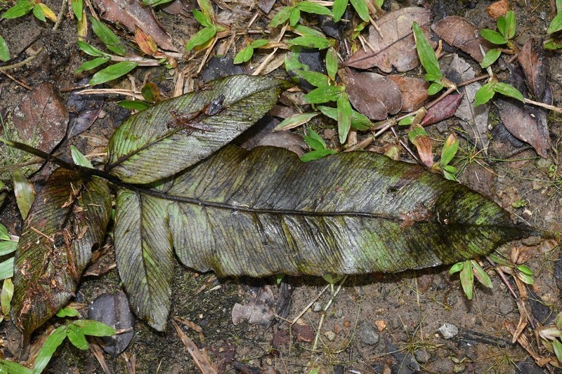Diplazium legalloi photo 2