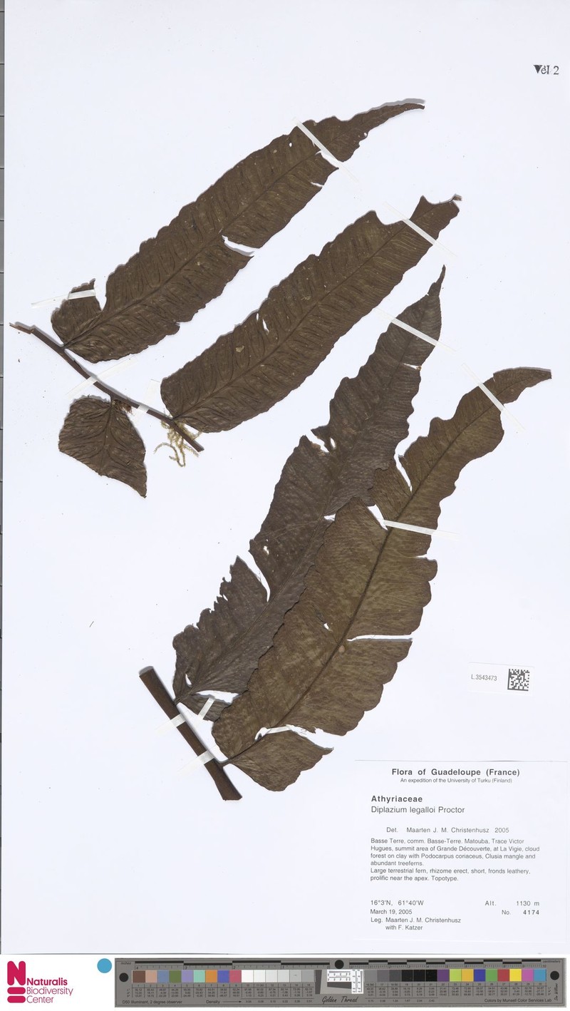Diplazium legalloi photo 3