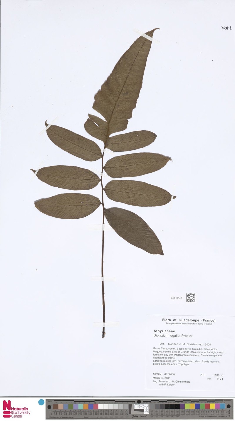 Diplazium legalloi photo 4