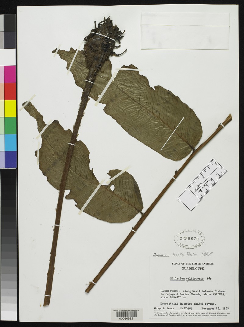 Diplazium legalloi