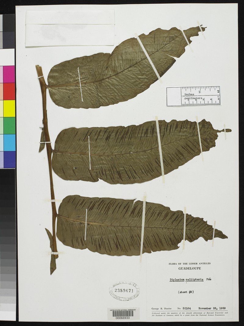 Diplazium legalloi photo 5