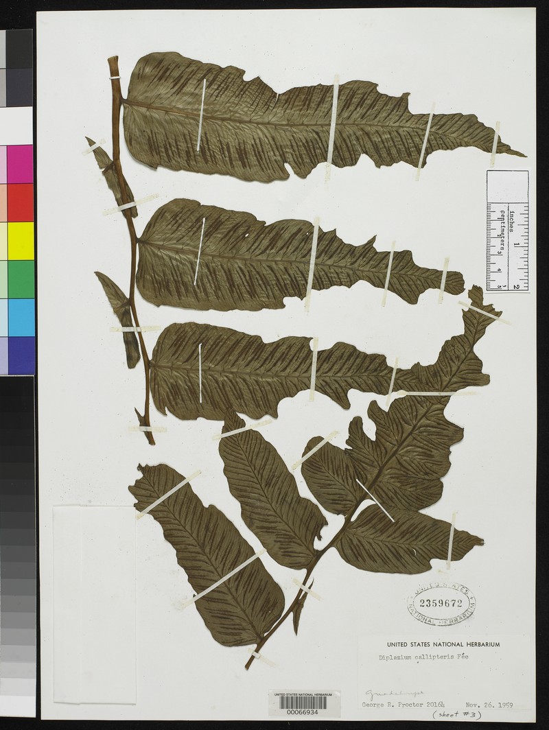 Diplazium legalloi photo 6