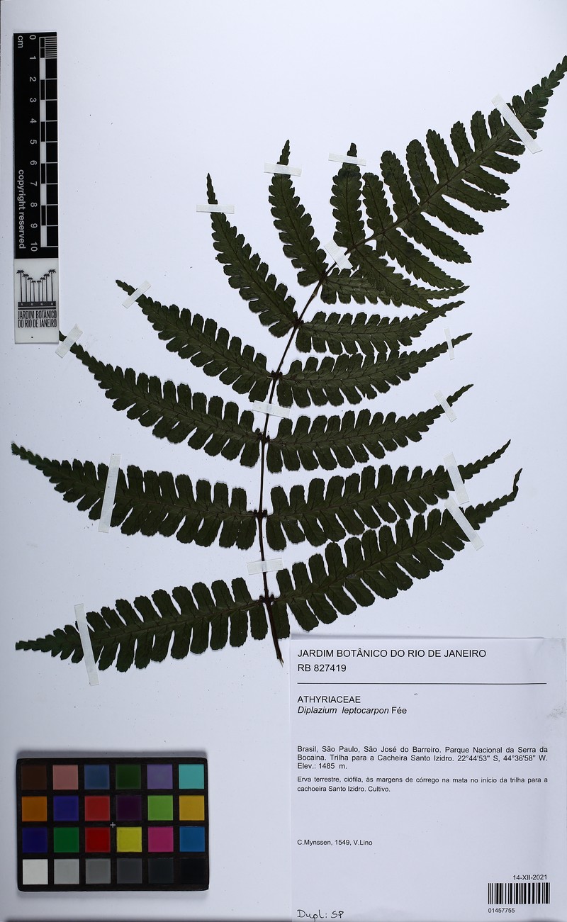 Diplazium leptocarpon