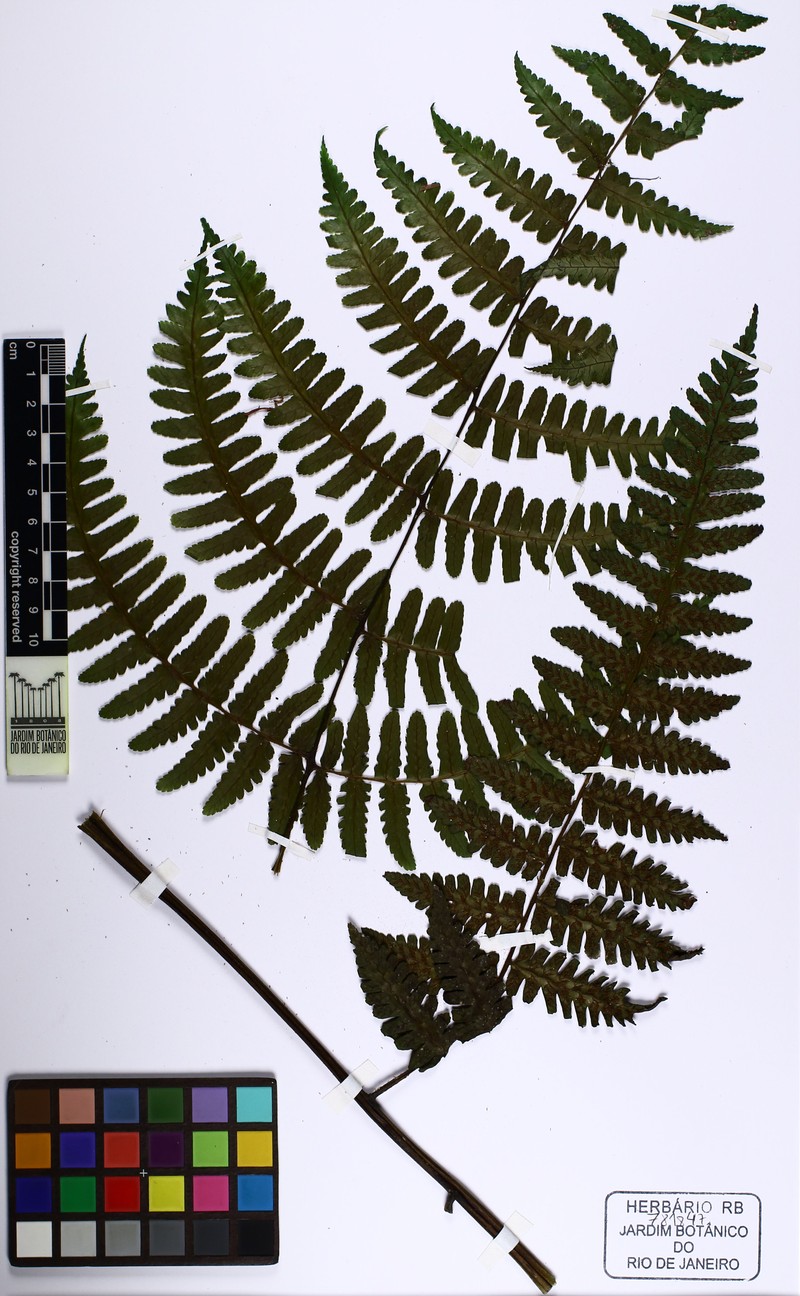 Diplazium leptocarpon photo 2