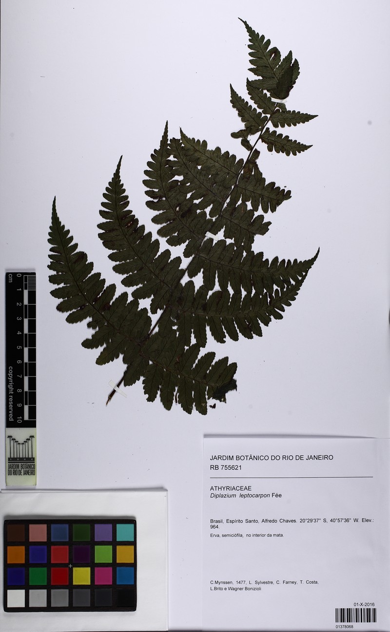 Diplazium leptocarpon photo 3