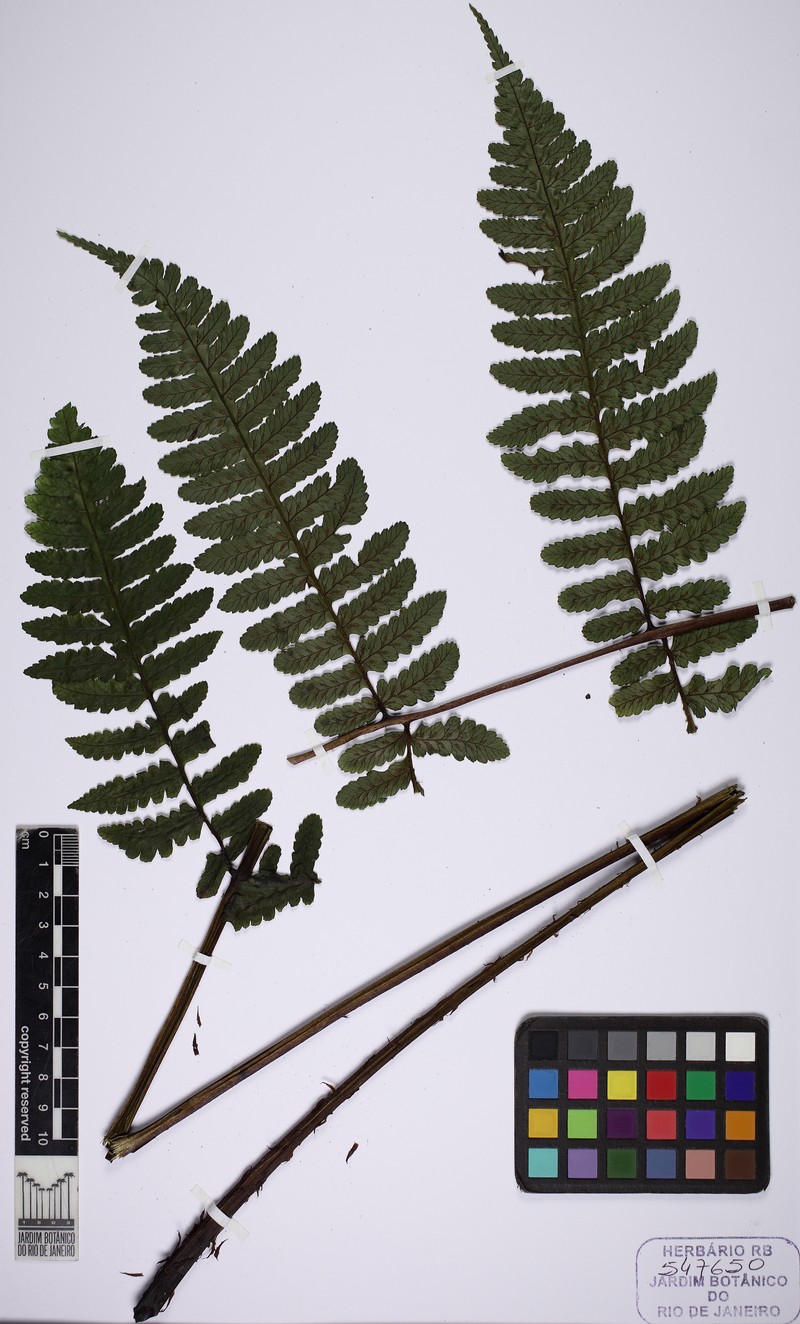 Diplazium leptocarpon photo 4