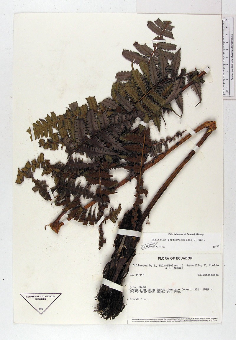 Diplazium leptogrammoides